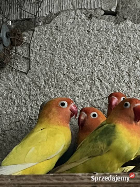 Nierozłączki
