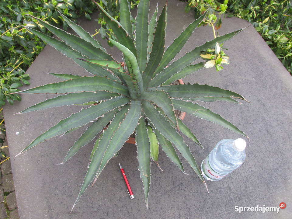 Odhodowana ponad 10 letnia agawa agave Kraków sprzedam