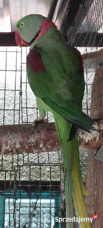 Aleksandreta wielka Ptaki Zwierzęta sprzedam