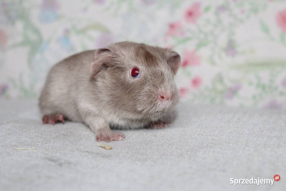 Świnka morskaświnki morskie cavia domowa Puszczykowo