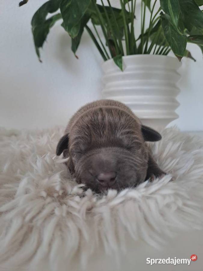 Amstaff blue wielkopolskie Opatów sprzedam