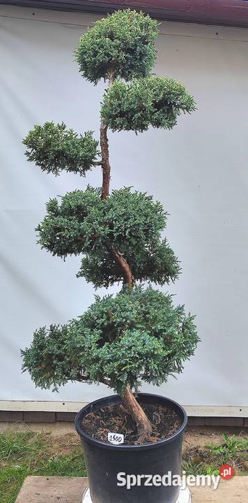 Bonsai Niwaki jałowiec łuskowy Holger Medynia Łańcucka