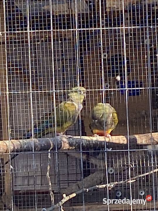 Patagonki Damasławek