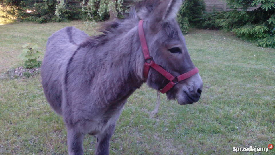 Sprzedam osłaogiera Jabłonna