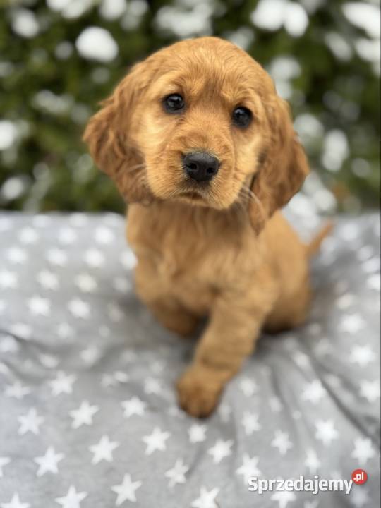 Cocker Spaniel Angielski piesek sunia z Kielce sprzedam