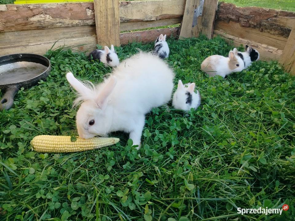 Króliki miniaturki karzełki i Teddy Toruń