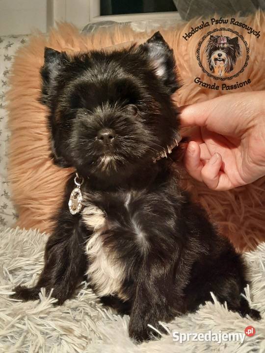 Black yorkshire terrieryork Świecie