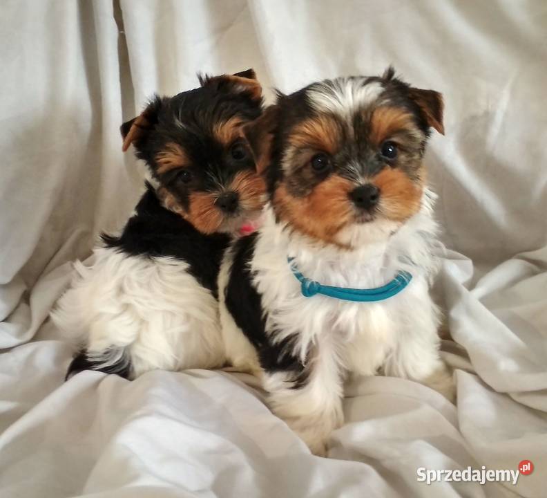 york biewer piesek 9tyg mocne umaszczenie podkarpackie Rzeszów