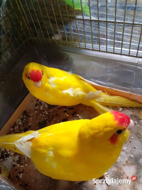 Modrolotki sprzedam Przemyśl sprzedam