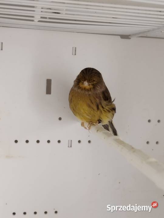 Kanarki Gloster Para Zwierzęta