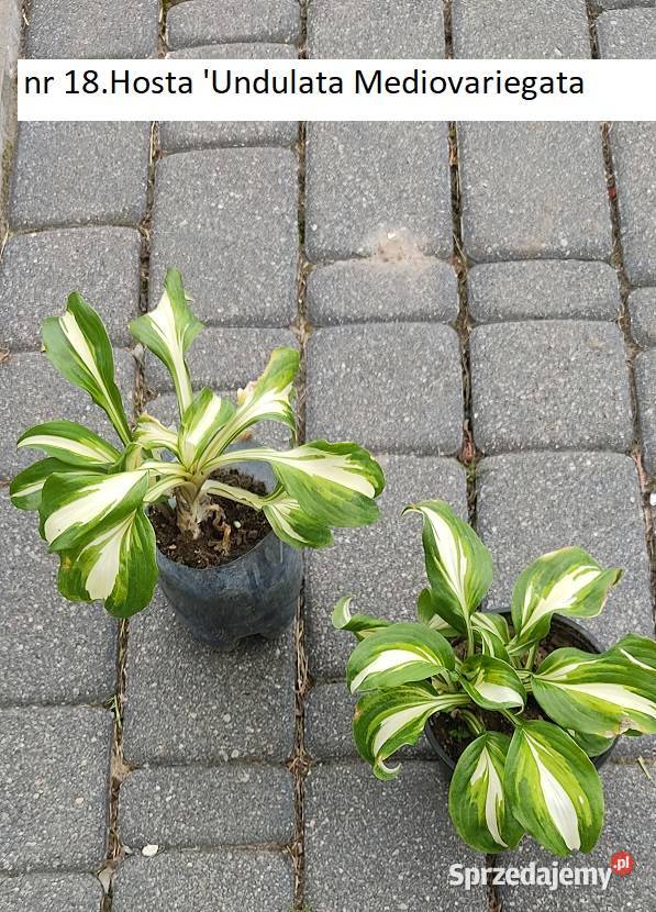 Hosty kwiaty do cienia Opole sprzedam