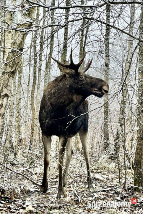 Działka pod zabudowę jednorodzinną 5057 m Mariew