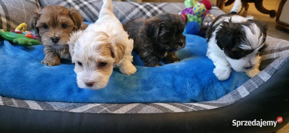 Rezerwacja piesek suczka Hawańczyk Championie Chrośla