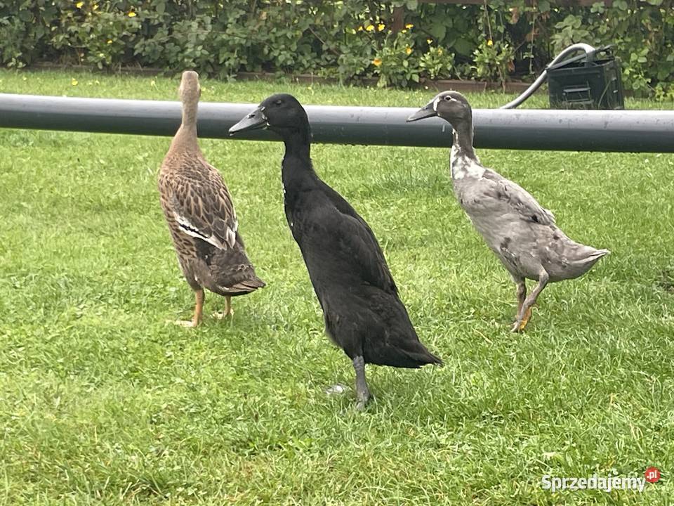 kaczki biegusy Gorzów