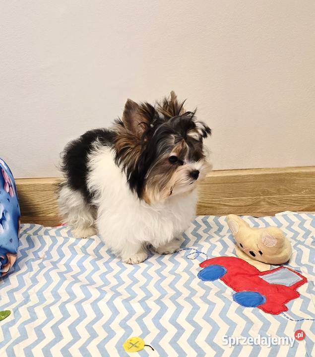 Cudowny malutki piesek BIEWER Yorkshire Terrier Orzesze