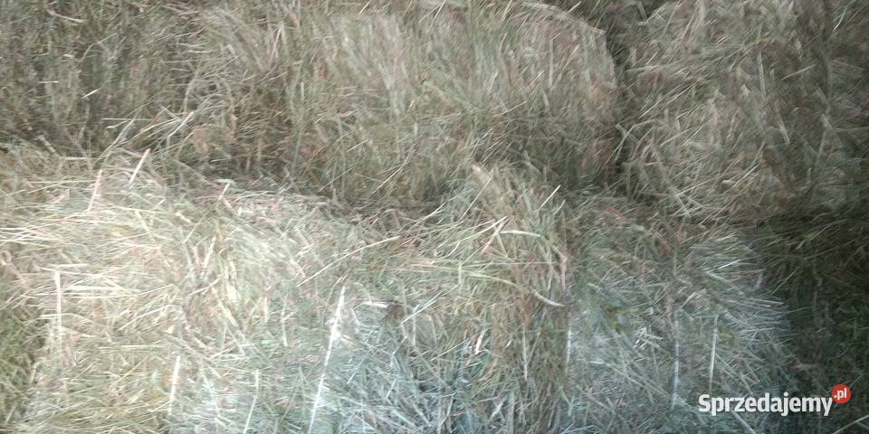 Sprzedam siano w kostce Trawy, słoma Odolanów