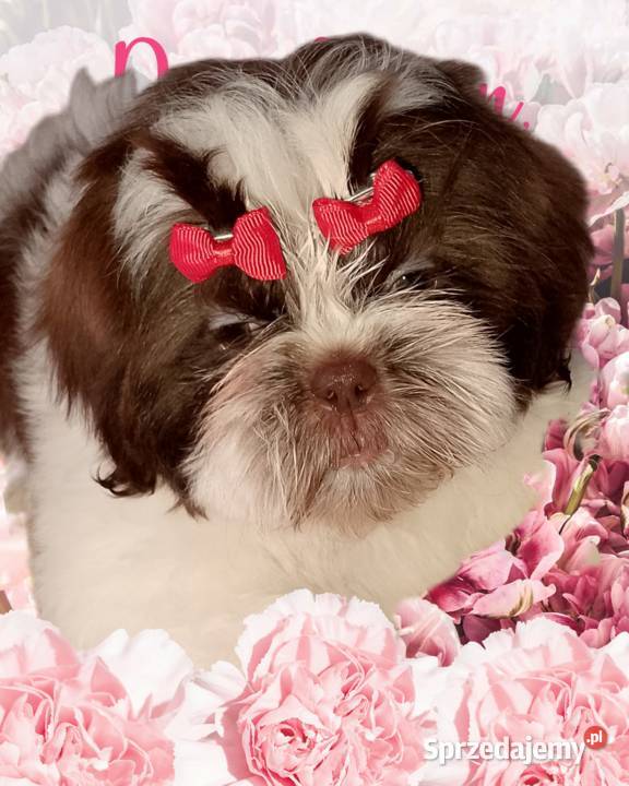 Piękna suczka Shih Tzu biało czekoladowa Namysłów sprzedam