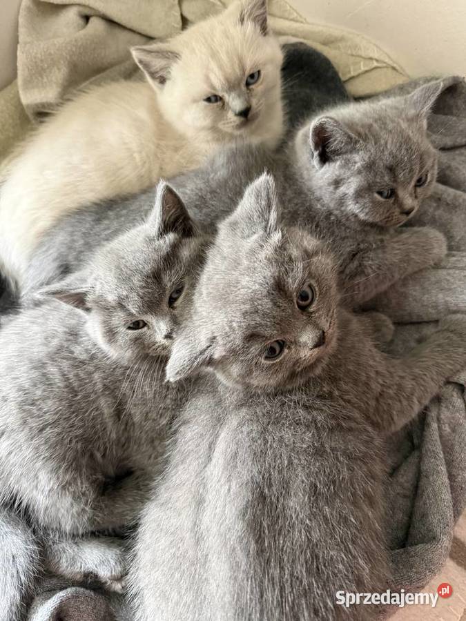 Koty brytyjskie