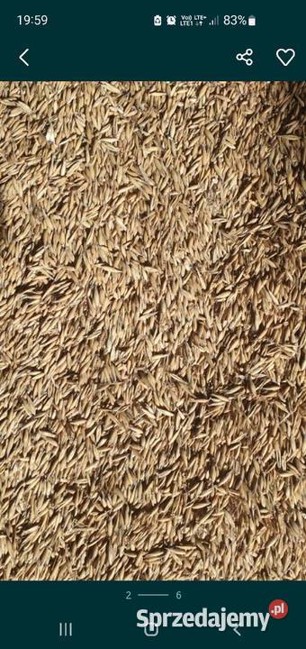 Słonecznik ziarno Produkcja roślinna Frydrychowice
