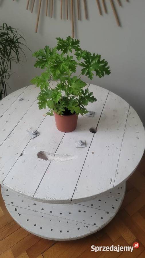 kwiatki doniczkowe Pozostałe Łódź