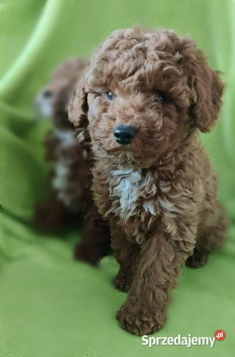 Pudel miniaturowy toy podkarpackie
