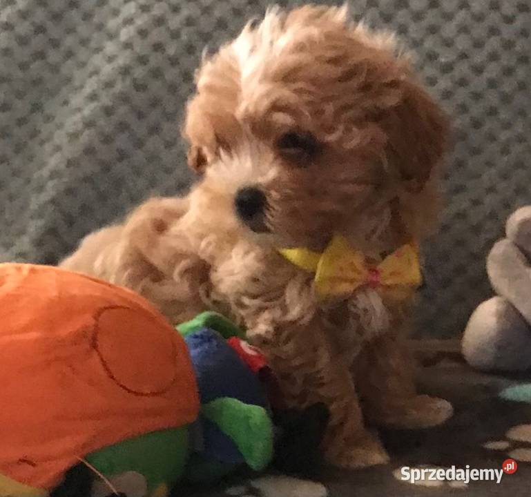 Maltipoo szczeniaczki malutkie pudel Wrocław