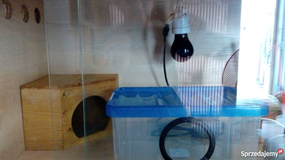 terrarium jeża Piaseczno