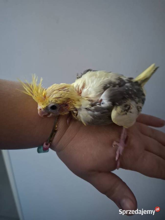 Papugi nimfy ręcznie karmione Ptaki wielkopolskie Gostyń