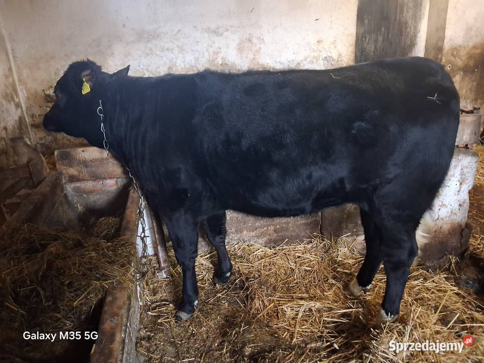 Jałówka pod zacielenie Burzenin