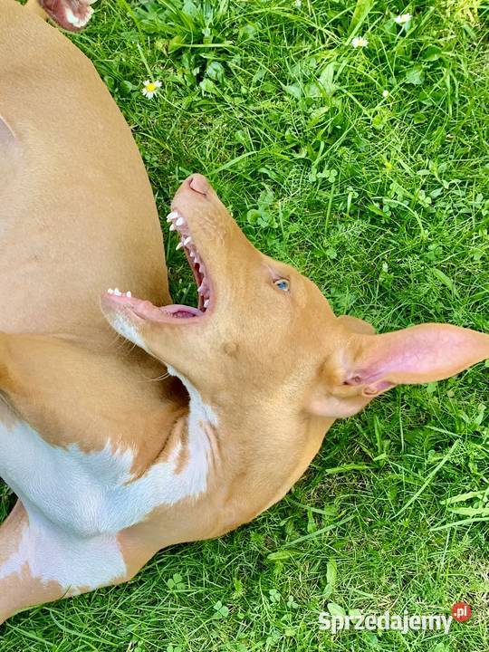 Chart sycylijski ostatni szczeniak Radzionków