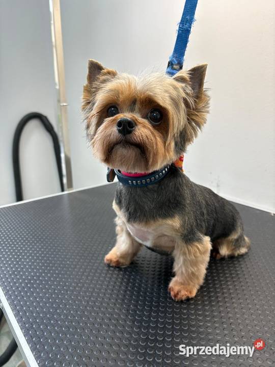 Strzyżenie czworonogów Szczecin Prawobrzeże usługa dla zwierząt