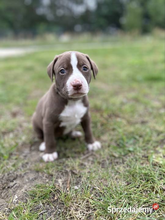 American Pit Bull Terrier suczka Sobków