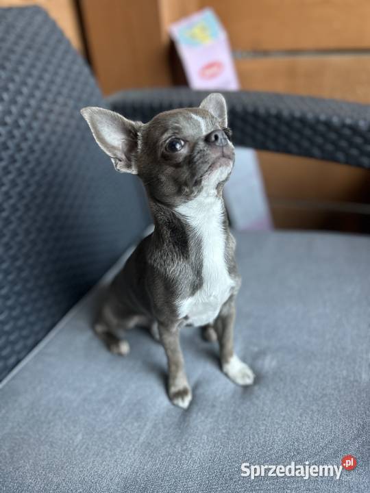 Reproduktor Chihuahua Psy Warszawa