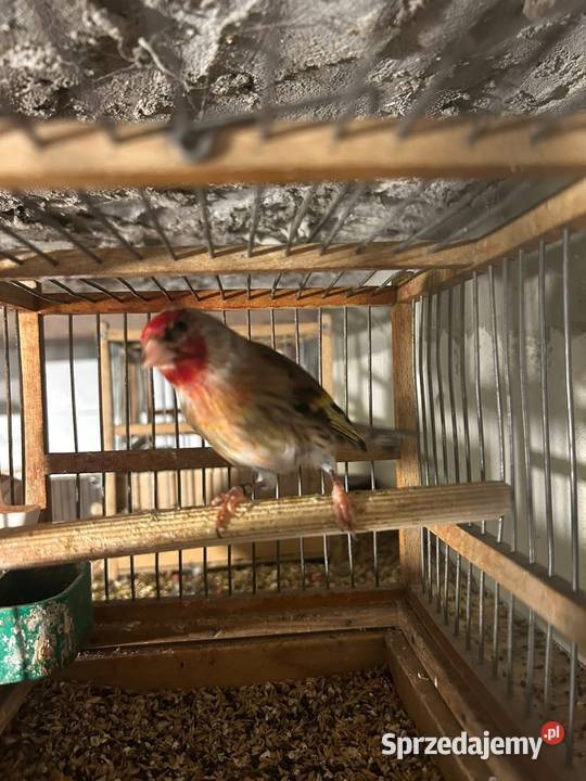 Bastardy szczygle czyżyku konopie r Cianowice