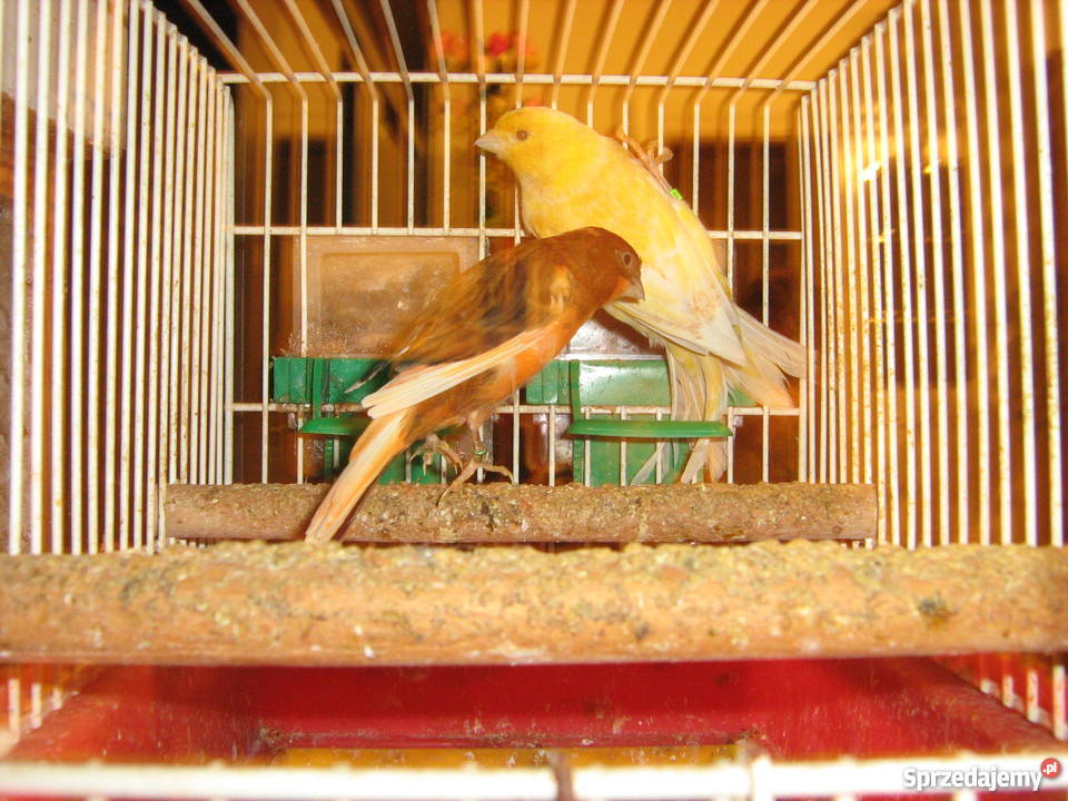 sprzedam kanarki lubelskie