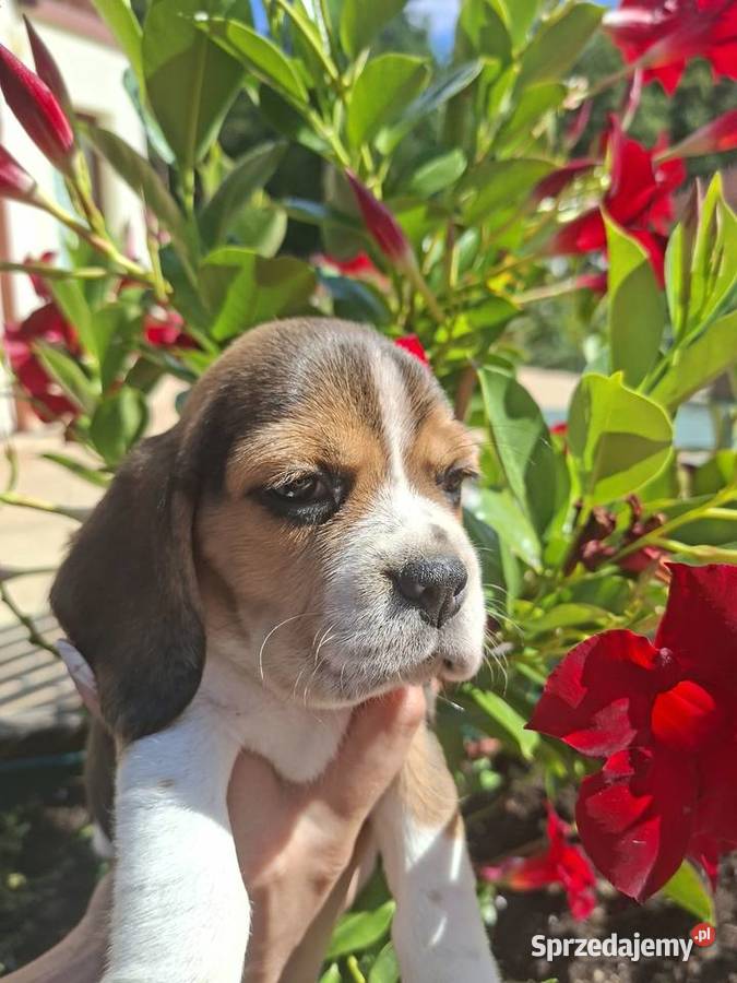 Beagle ZKwP