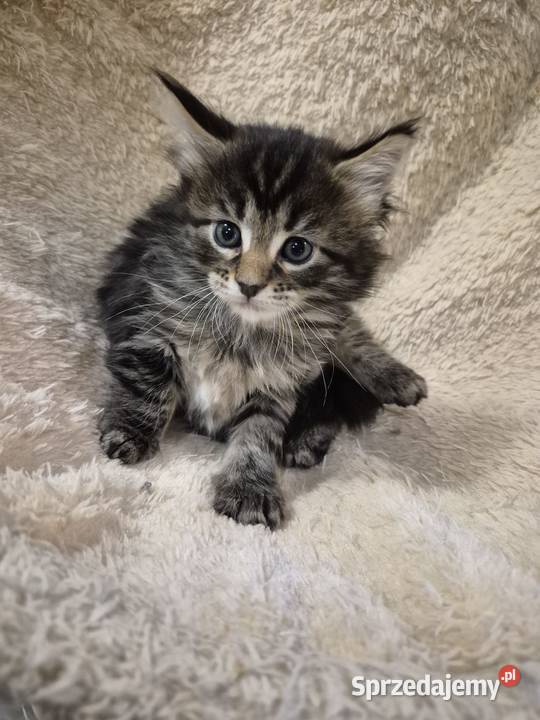 Kotki MaineCoon Będzin sprzedam