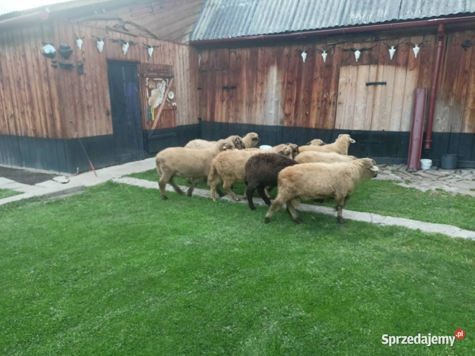 Sprzedam owce Poronin