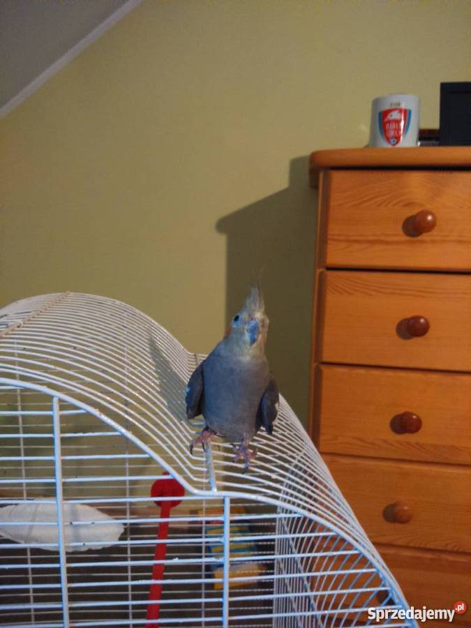 oddam w ręce papugę nimfę Warszawa