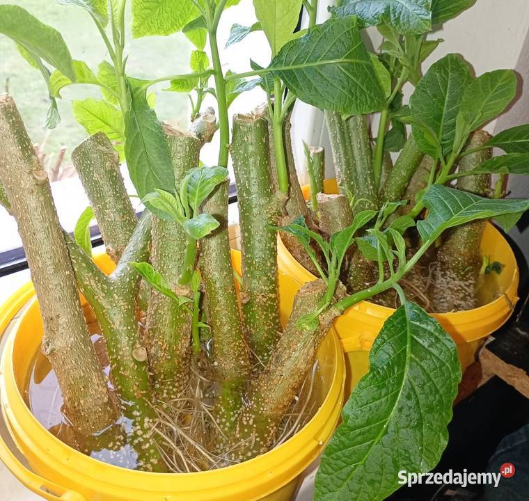 Patyczki datur Skrzyszów