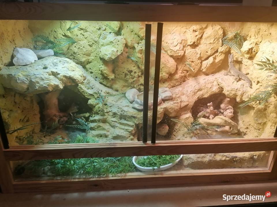 sprzedam 2 agamy brodate z terarium Kwidzyn