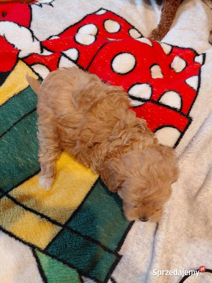 Maltipoo sunia biszkoptowa Wyszków