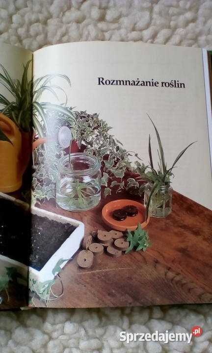 Uprawa kwiatów w domu dolnośląskie Legnica sprzedam