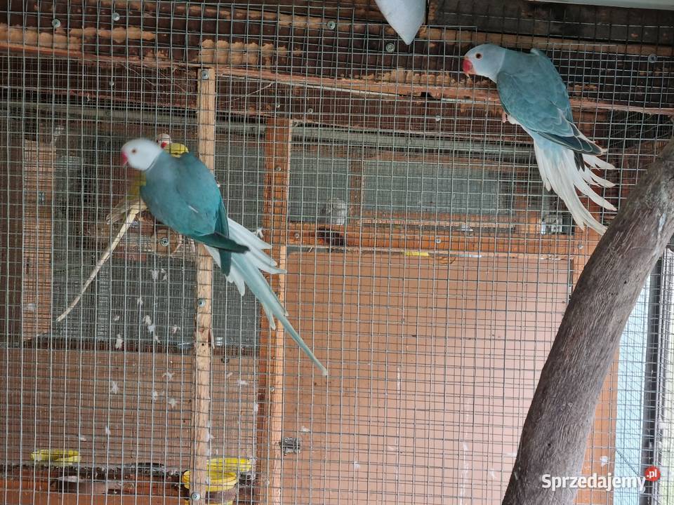 Aleksandretty rudosterki barwinki