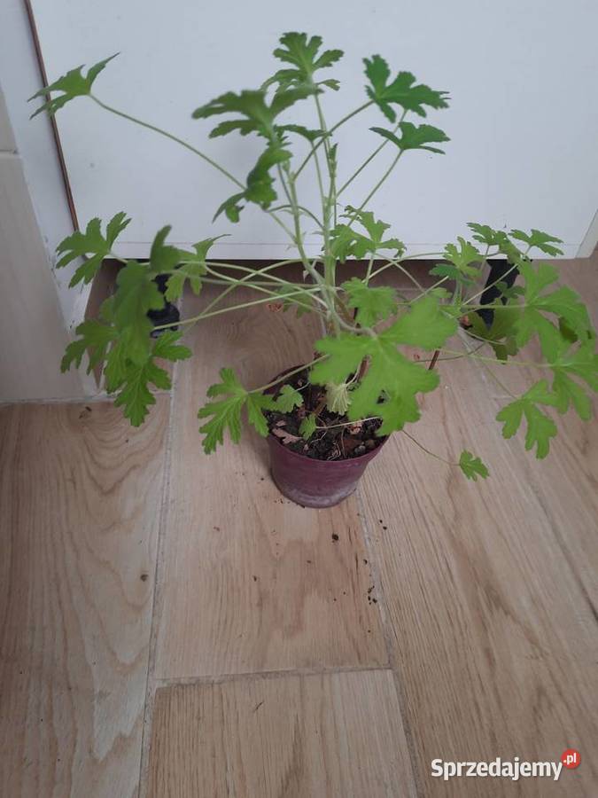 Geranium anginka cytrynka lecznicza roślina w Morąg sprzedam