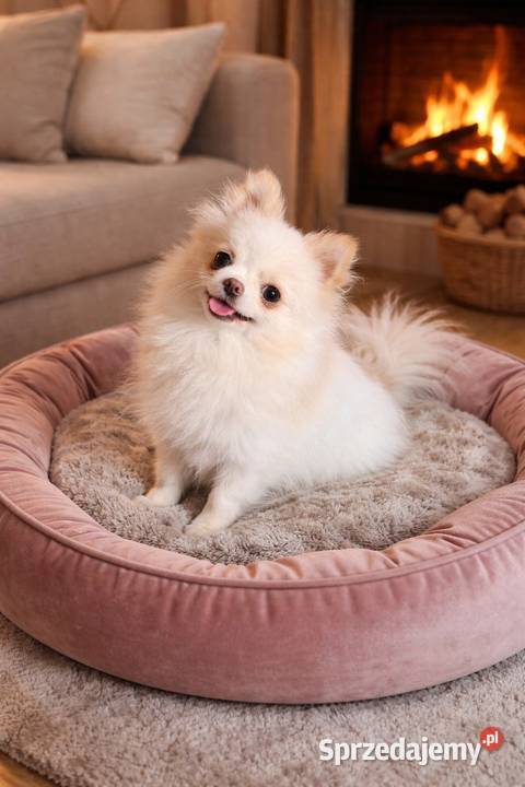 Szpic miniaturowypomeranian Zrębice sprzedam