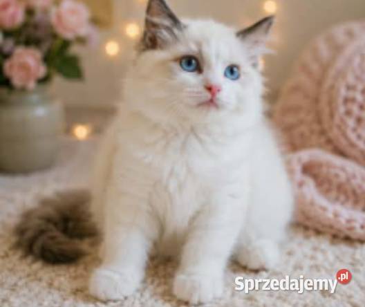Cudowna koteczka Ragdoll z rodowodem i wyprawką łódzkie Łódź