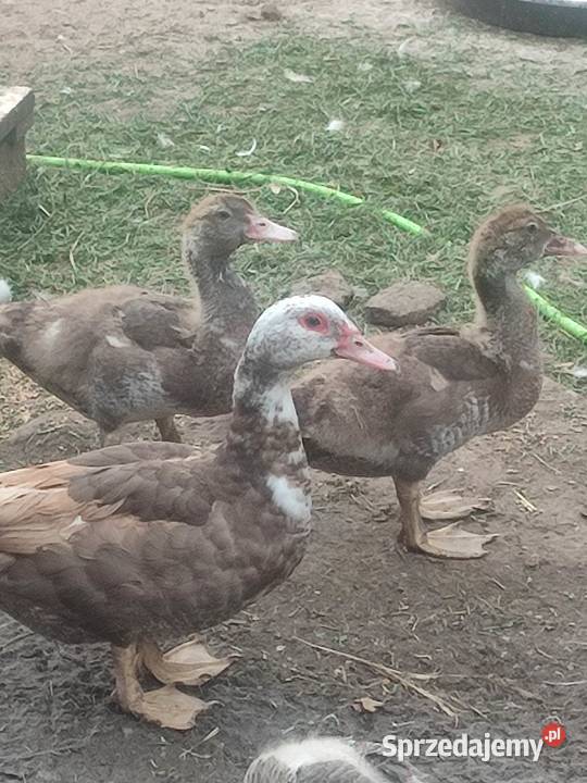 Kaczki francuskie czekoladowe Białystok sprzedam