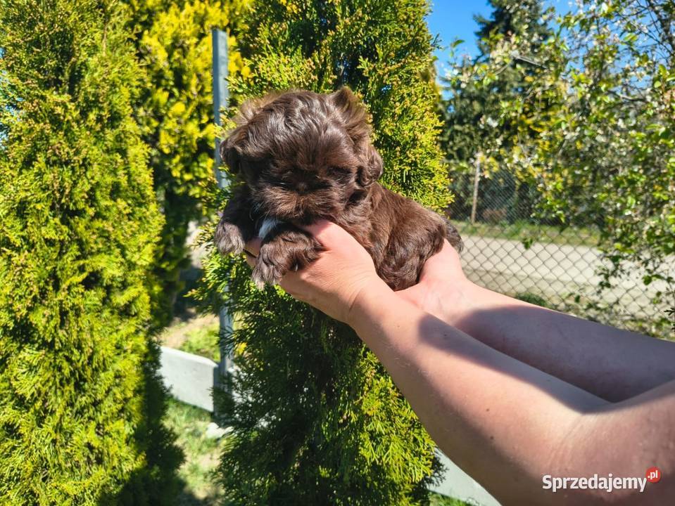 Shihtzu Shih TZU Choco Czekoladowy Żychlin