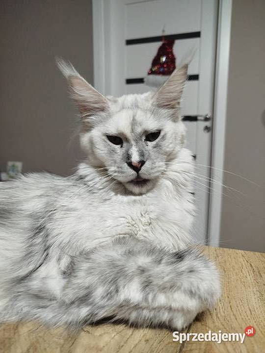 Kotka Maine Coon Nera kujawsko-pomorskie Szembruk